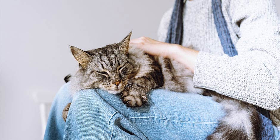 Estreñimiento en gatos - Estrés El estreñimiento en gatos puede ser causado por estrés y ansiedad. Intentá mantener a tu gato tranquilo como en la foto.