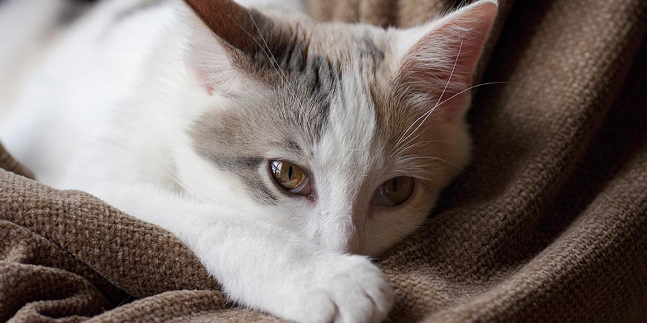 Estreñimiento en gatos. Michi blanco indispuesto.