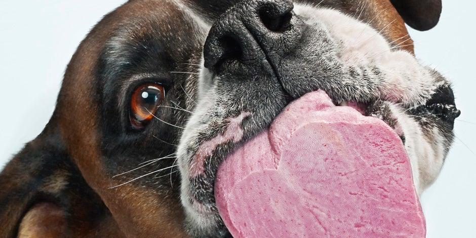 Indigestión en perros - Bóxer Indigestión en perros: perro raza bóxer lamiendo un vidrio.