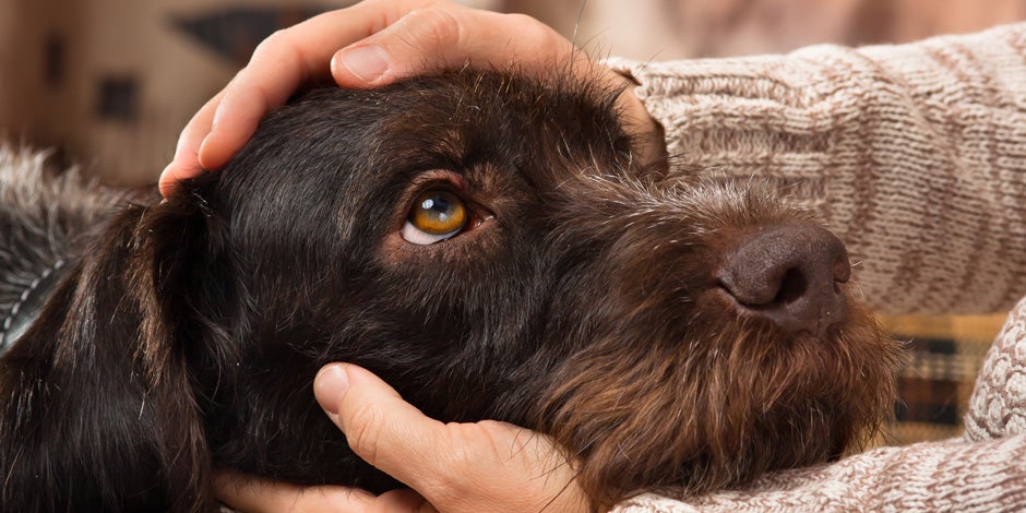 Indigestión en perros: can indigesto recibiendo cariños de su tutor.