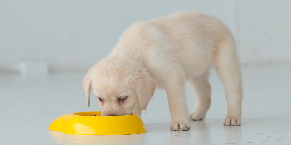 Los perros pueden comer choclo. Cachorro comiendo de su plato.