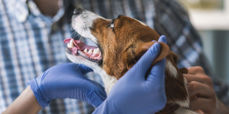 Los perros pueden comer dulce - Dentición Los perros no pueden comer dulce porque afecta su dentición.