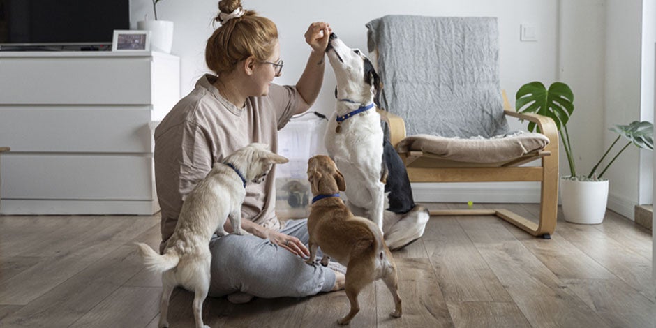Tutora dando snacks a sus mascotas. ¿Los perros pueden comer dulce?