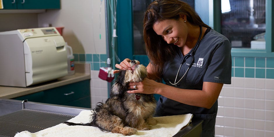 Los perros pueden comer yogur griego – Veterinaria con cachorro Veterinaria con cachorro. Validá con tu profesional de confianza si los perros pueden comer yogur griego.