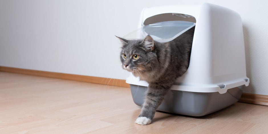 Probióticos para gatos - Arenero Michi con buen tránsito intestinal saliendo de su arenero, gracias a los probióticos para gatos.