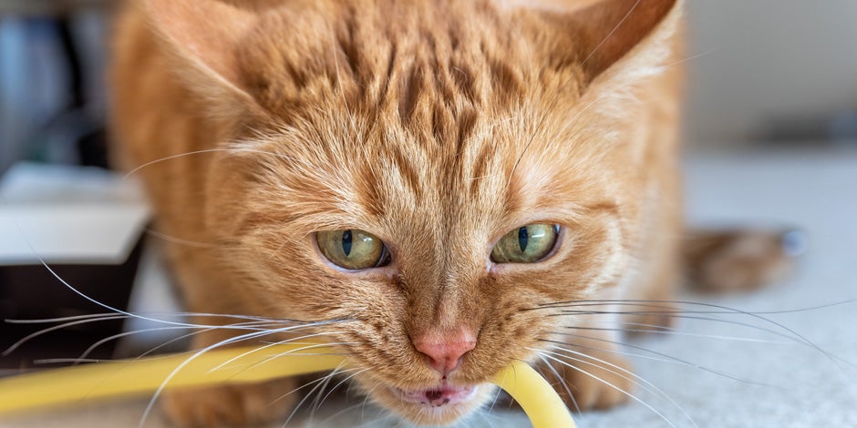 Problemas digestivos en gatos - Obstrucción Gato con la boca abierta El contenido generado por IA puede ser incorrecto.