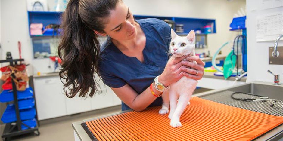 Problemas digestivos en gatos: michi blanco siendo revisado por una veterinaria.