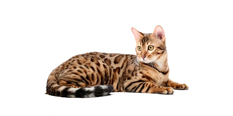Razas de gatos - Bengalí Razas de gatos. Gato bengalí sentado.