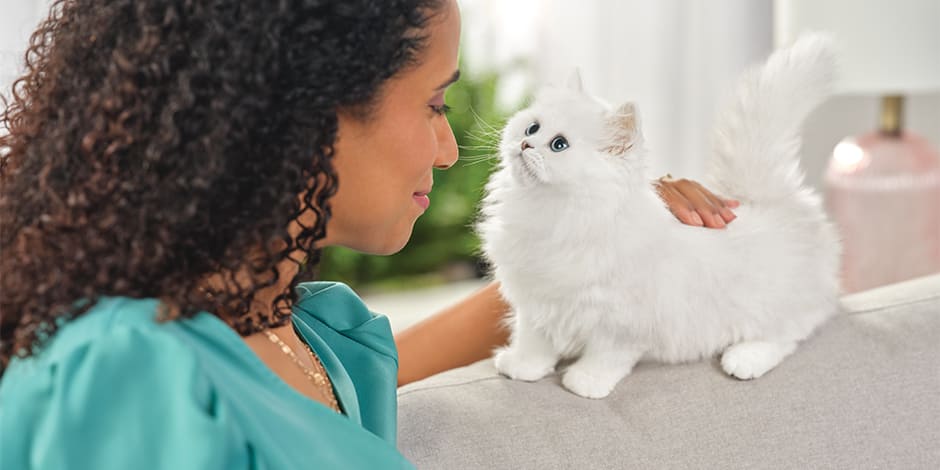 Razas de gatos - Persa Razas de gatos. Gatito persa blanco junto a su tutora.