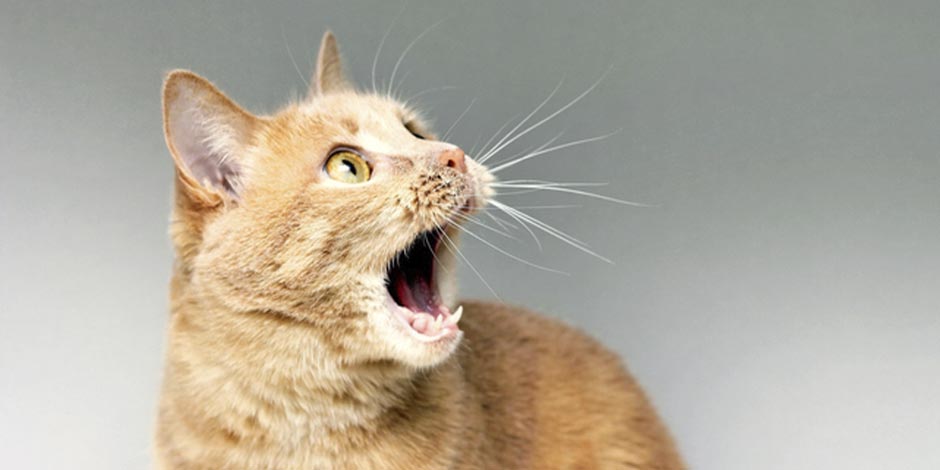 Taurina para gatos – Michi anaranjado Michi anaranjado maullando. Gracias a los beneficios de la taurina para gatos se mantiene su bienestar.
