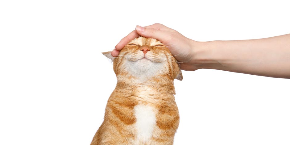 Taurina para gatos – Gato feliz La taurina para gatos está relacionada con su bienestar y felicidad.