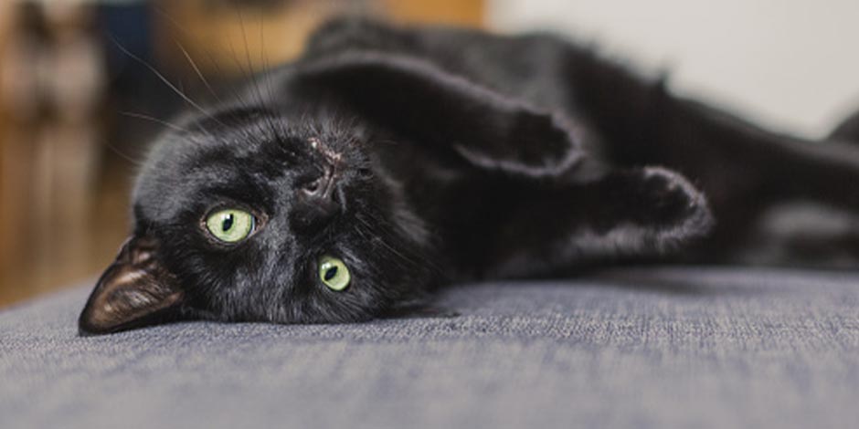 Taurina para gatos – Michi negro Este michi negro consume taurina para gatos
