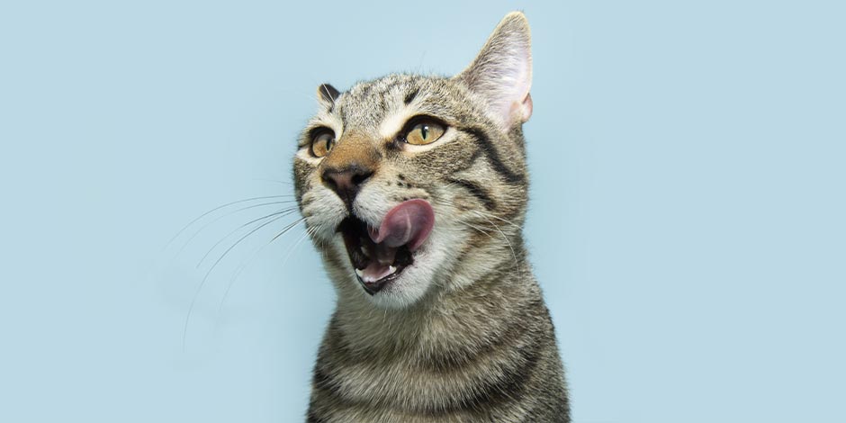 La taurina para gatos ayuda a su bienestar. Michi lamiéndose.
