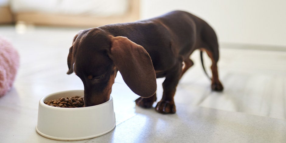 Vitamina E para perros – Dachshund comiendo Las fórmulas PURINA® aportan también vitamina E para perros. Dachshund comiendo su alimento seco.