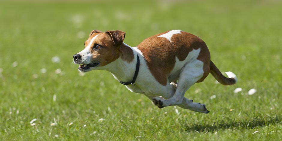 Vitamina K para perros La vitamina K para perros ayuda al fortalecimiento óseo y a la coagulación. Jack Russell corriendo.