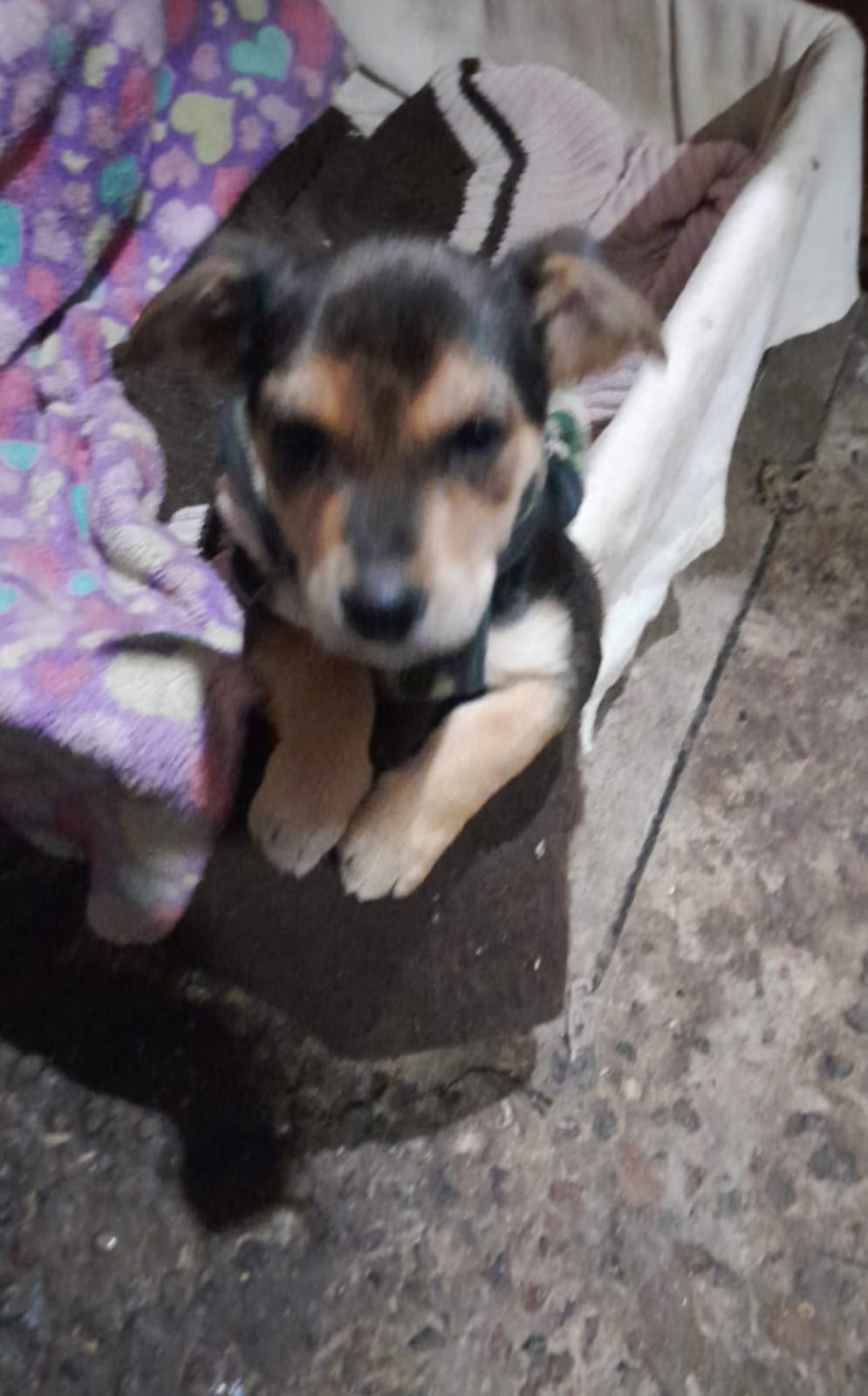 Zapallito