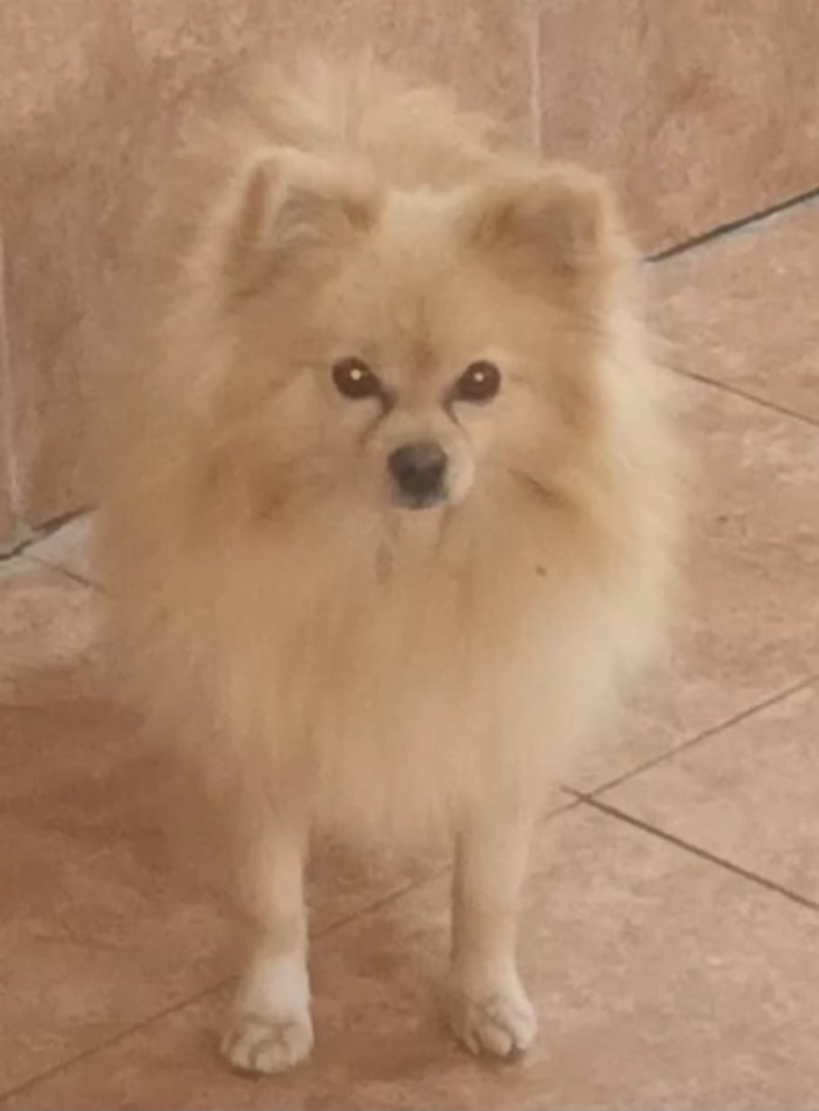 Merlin