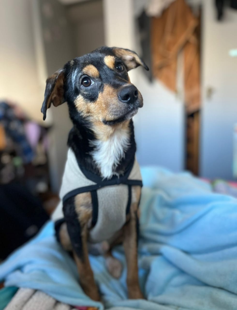 Mateo