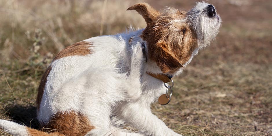 La caspa en perros produce comezón, como en este Jack Russell que rasca su cabeza.