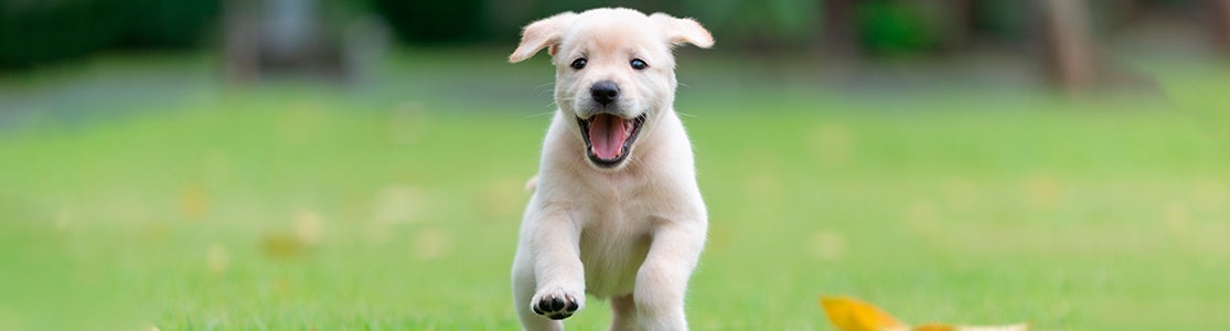 Tras varias semanas, los perritos bebés irán adquiriendo ciertas habilidades. Cachorro de labrador corriendo.