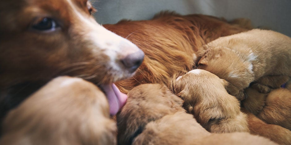 Madre canina amamantando a sus perritos bebés.