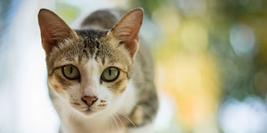 Datos curiosos de los gatos – Mirada fija y parpadeos Datos curiosos de los gatos como que el parpadeo lento es como el animal “sonríe”. Michi mirando fijo. Title: Datos curiosos de los gatos – Mirada fija y parpadeos