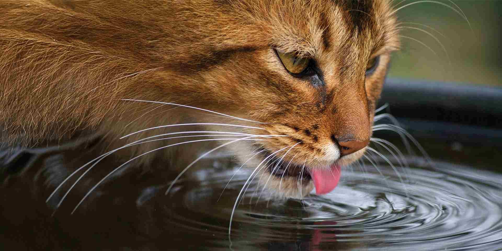 La hidratación es clave en el tratamiento y en la prevención de la diarrea en gatos. Michi bebiendo agua.
