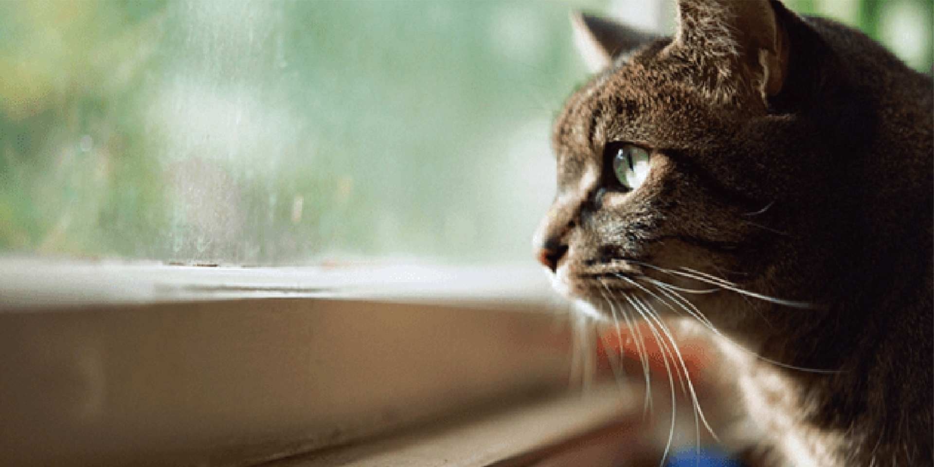 Gato criollo mira por la ventana.