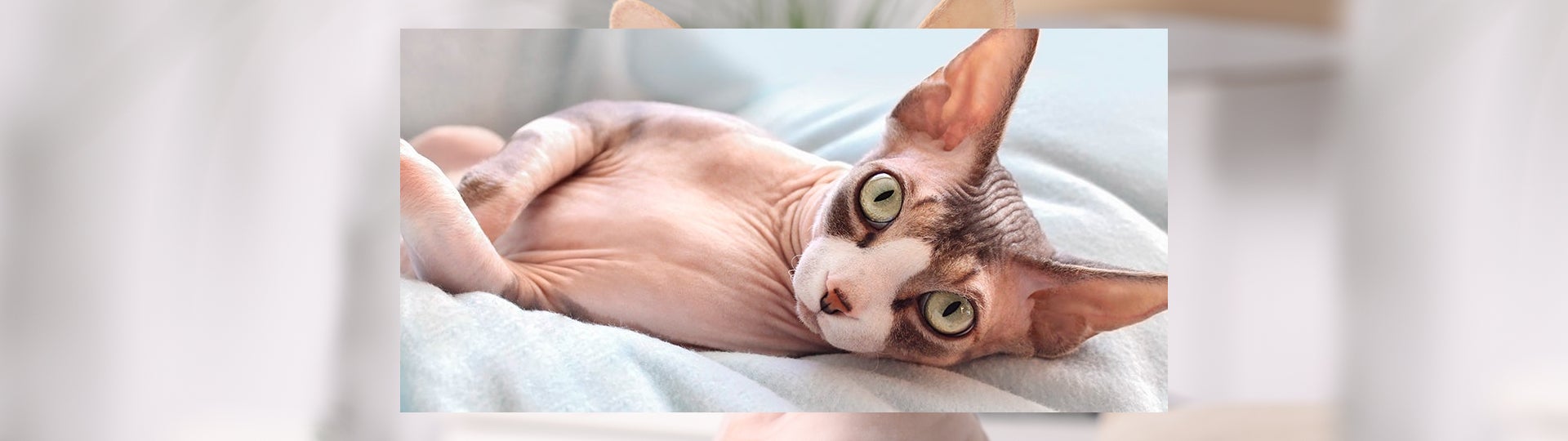 Gato esfinge acostado.