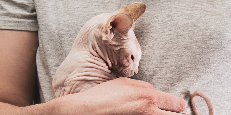 Gato esfinge dormido en brazos de su tutor.