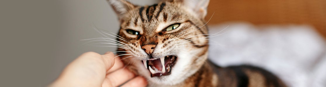 Gato estresado: señales, causas y consejos para reducir su ansiedad. Michi gruñendo