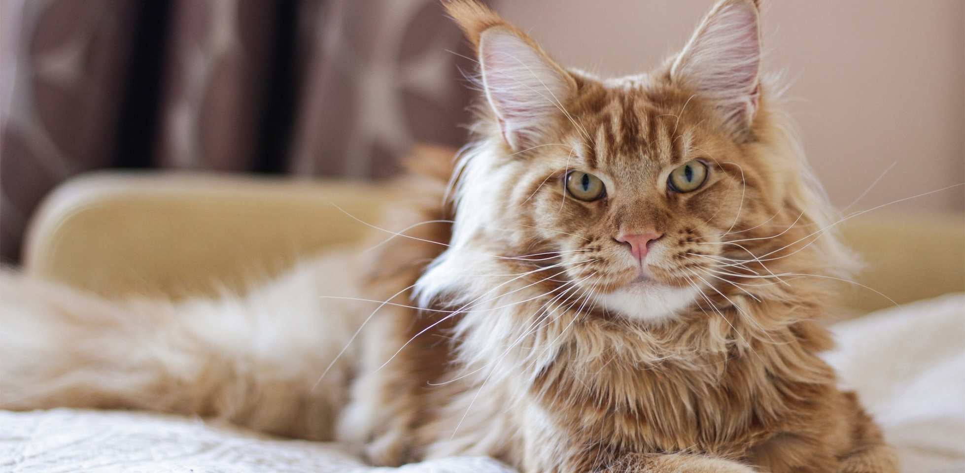 Gato polidáctil - Cama El gen del gato polidáctil es dominante, haciendo más probable su paso de padres a hijos. Gato polidáctil en cama.