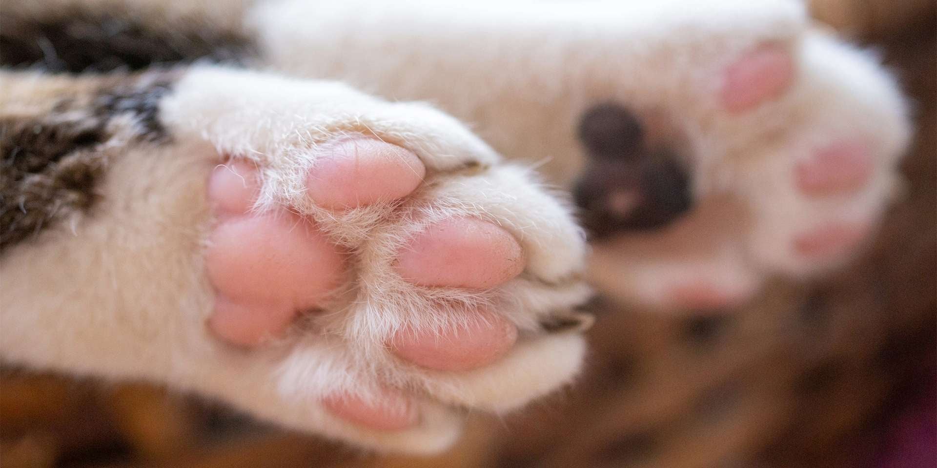 Un gato polidáctil tiene dedos extras en sus patas. ¿Las de tu michi lucen como las de la foto o tienen algo más?