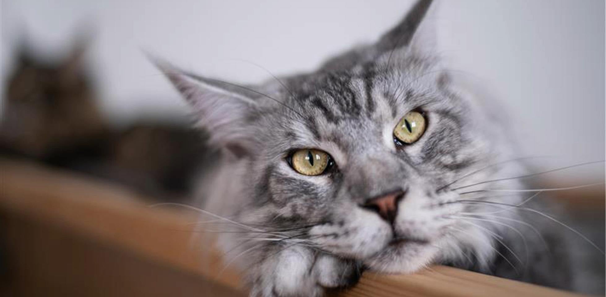 Gato polidáctil - Maine coon. Un gato de la raza Maine coon tiene más probabilidades de ser polidáctil debido a su genética.