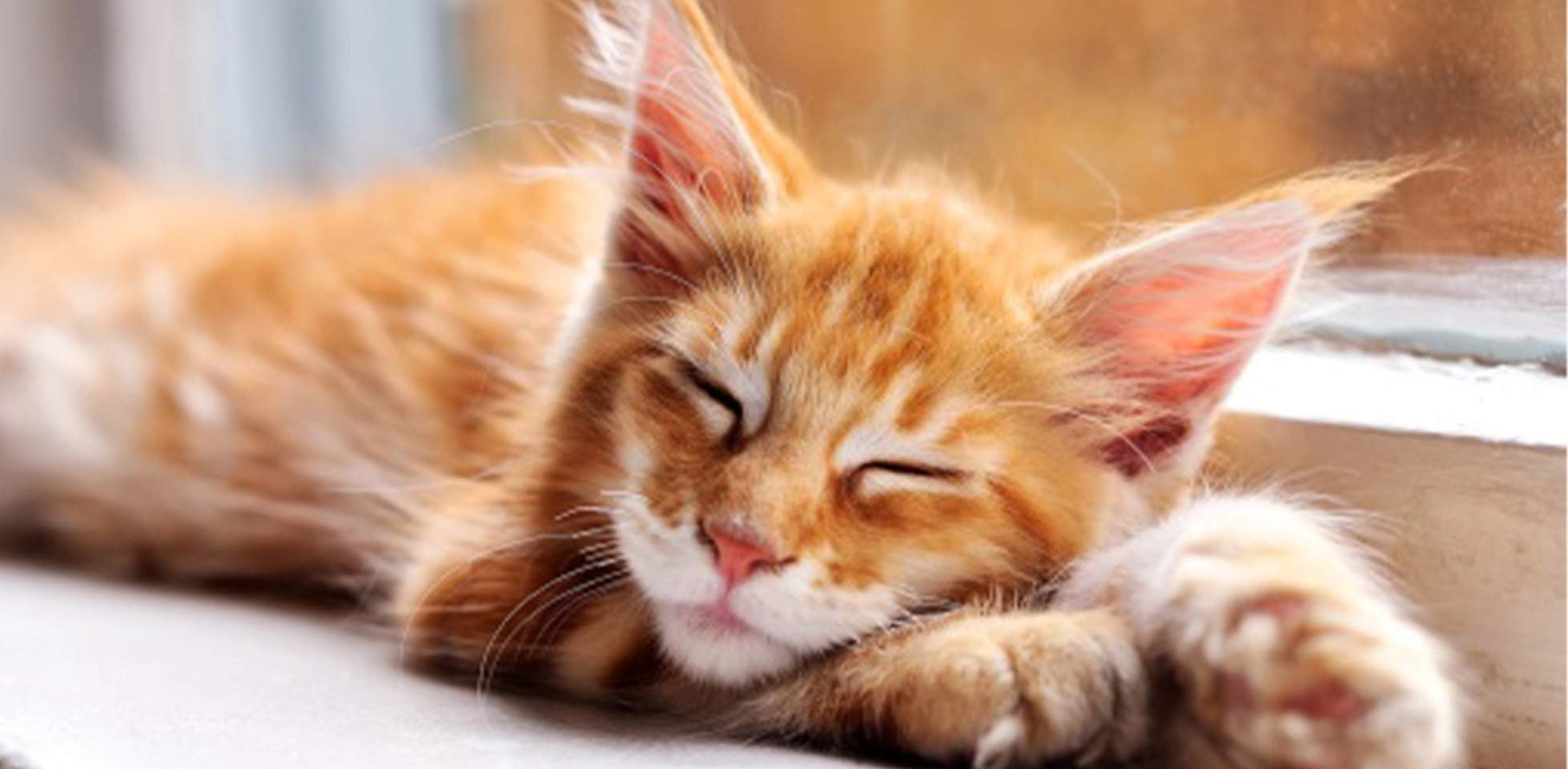 Gato polidáctil - Patas grandes Un gato polidáctil suele tener patas un poco más grandes que las de uno normal, pero a veces ni se notan.