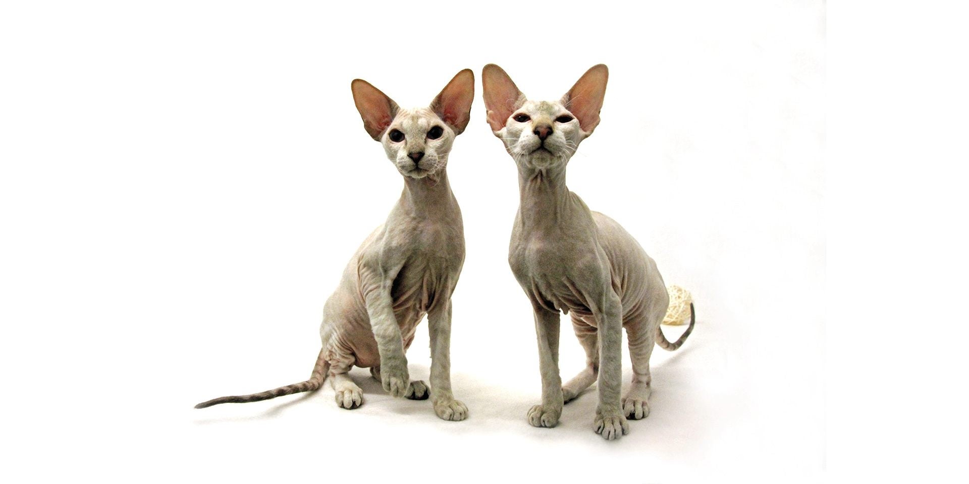 Gato sin pelo – Dos Dos gatos sin pelo posando juntos para la foto