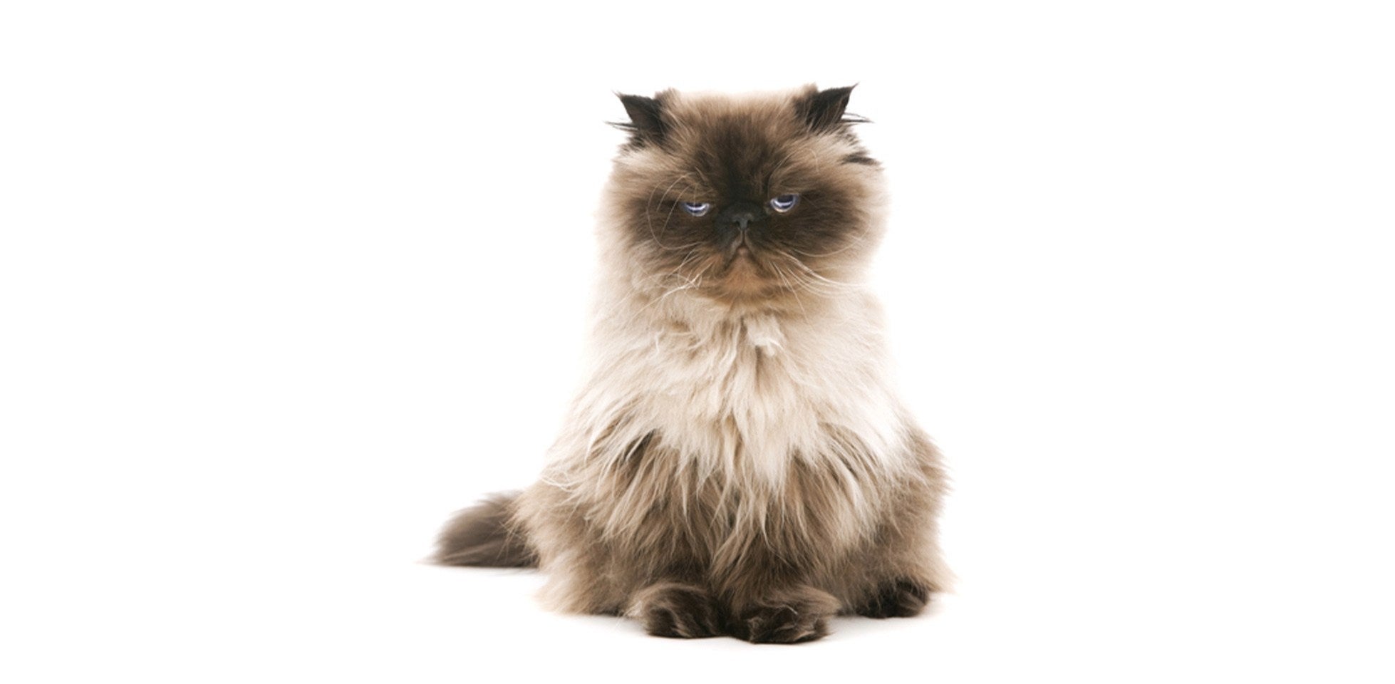 Gato triste: michi de pelo largo con expresión de tristeza en fondo blanco.
