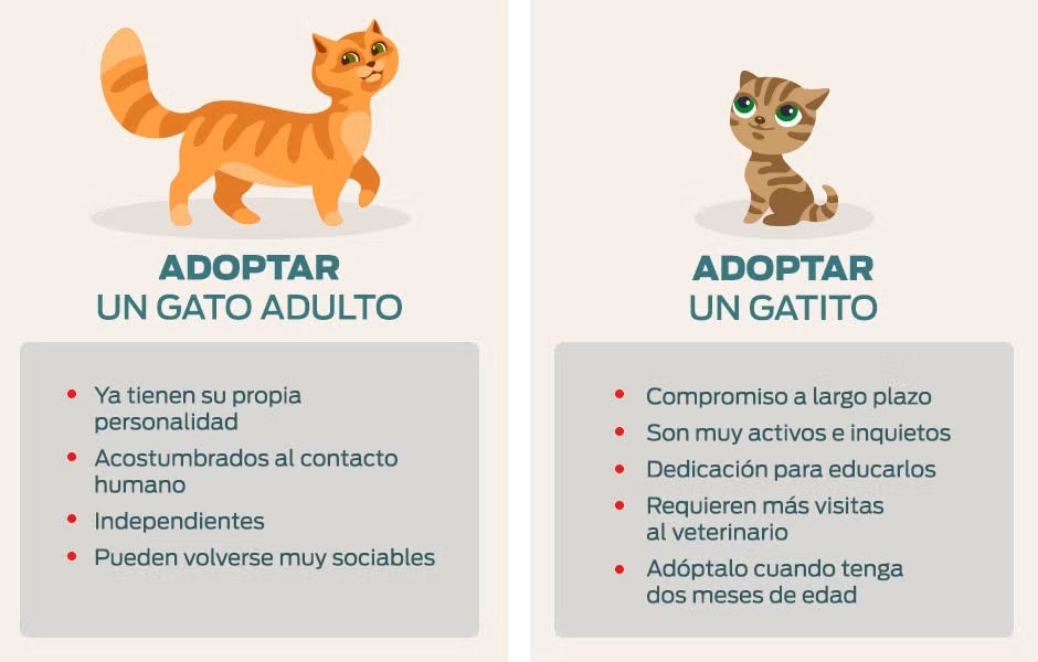 Gatos en adopción – Infografía comparativa Infografía comparativa sobre pros y contras de los gatos en adopción bebés y adultos.