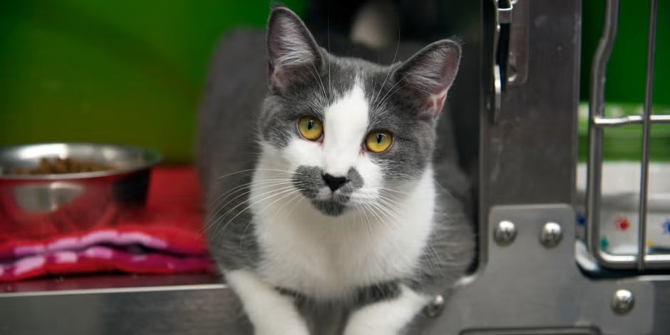 Gatos en adopción - Refugio Michi blanco y gris en su jaula abierta. Gatos en adopción