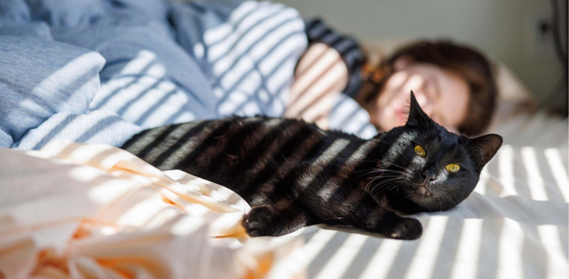Gato negro de ojos amarillos – Cama Gato negro de ojos amarillo en acostado en la cama al lado de su tutora