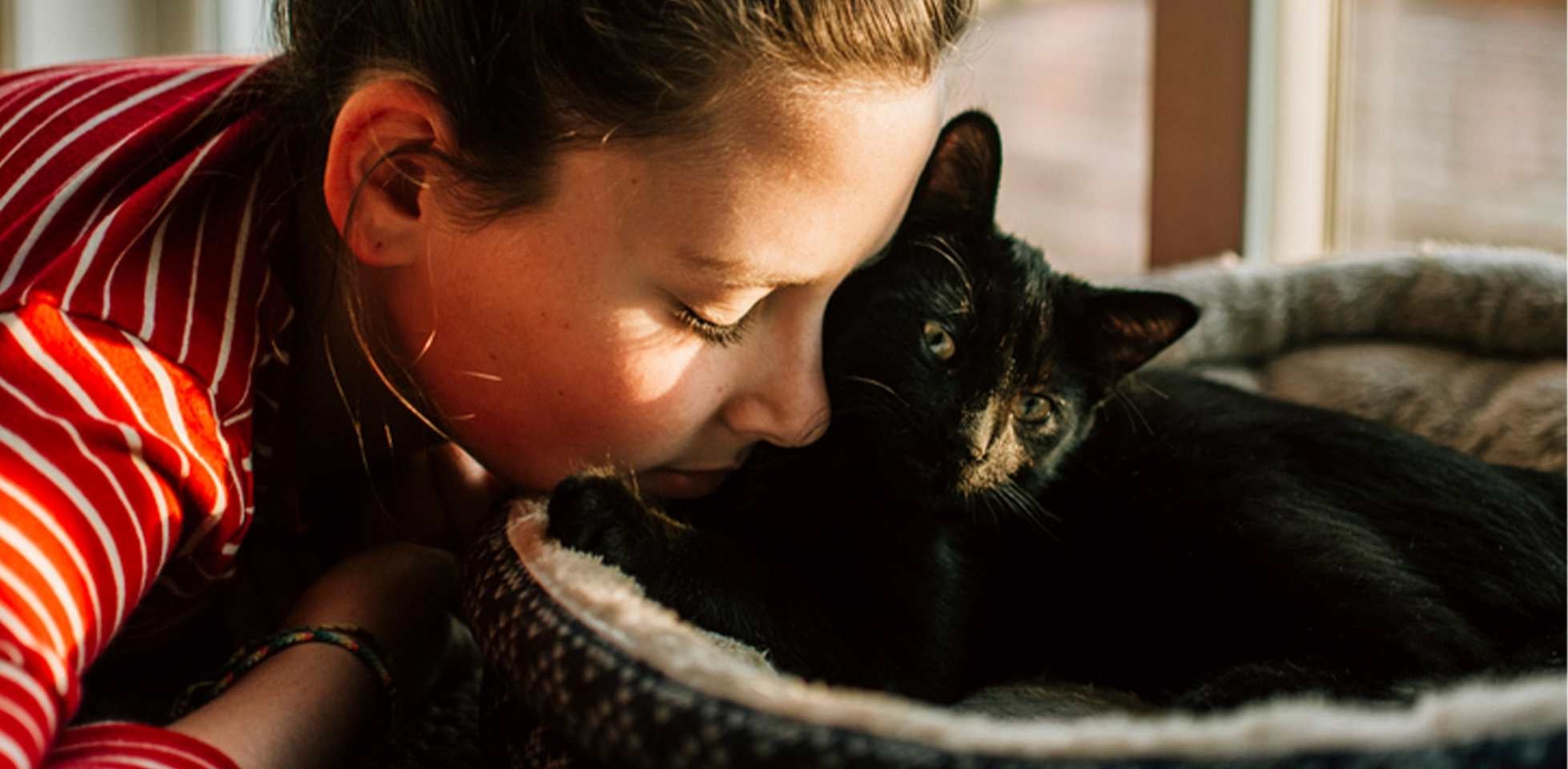 Gato negro de ojos amarillos Gato negro de ojos amarillos acostado siendo consentido por su tutora