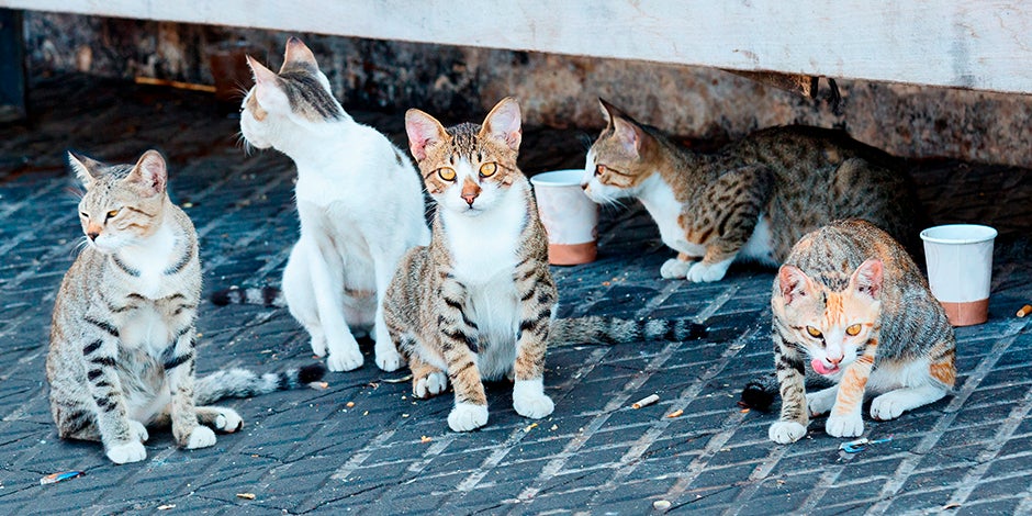 Los gatos y perros callejeros acostumbran a reunirse con otros para sobrevivir. Grupo de michis reunidos.