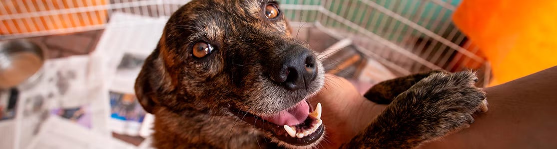 Can rescatado de aspecto feliz, dentro de un espacio propio. Gatos y perros callejeros.