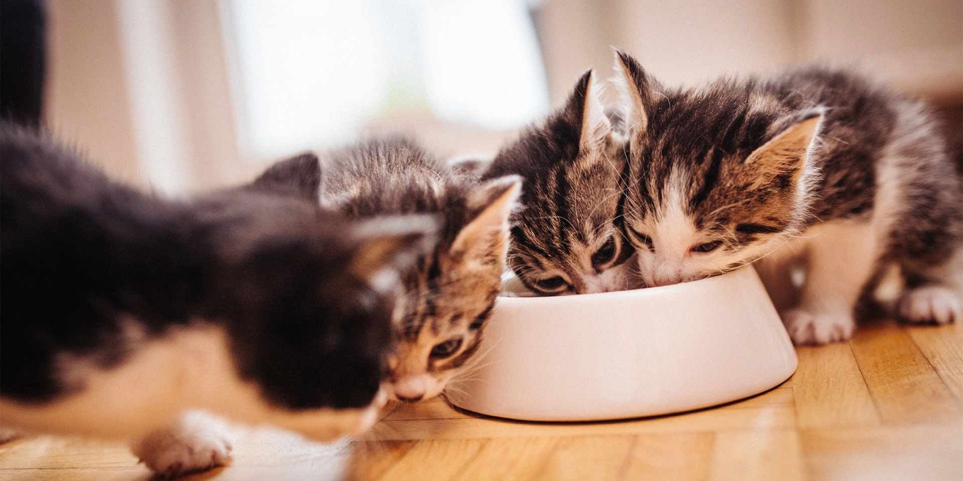 Grupo de gatos recién nacidos alimentandose tras el destete.