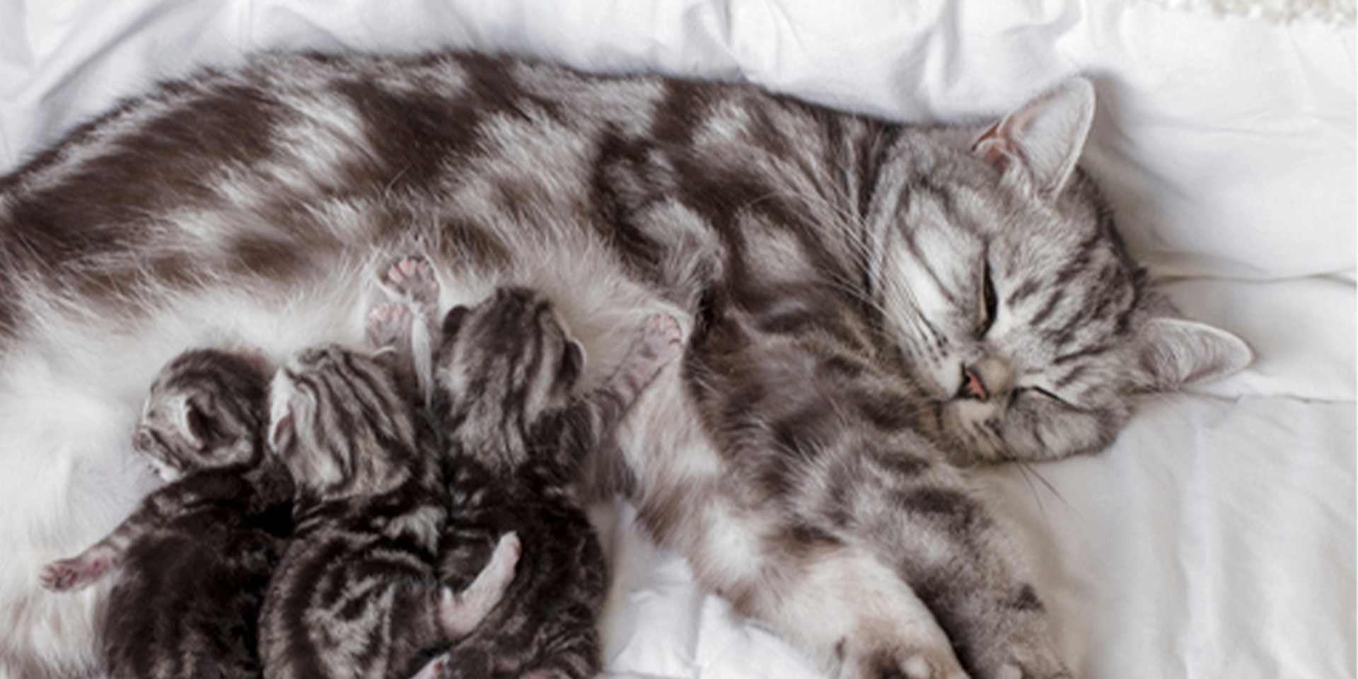 Grupo de gatos recién nacidos siendo amamantados por su madre.