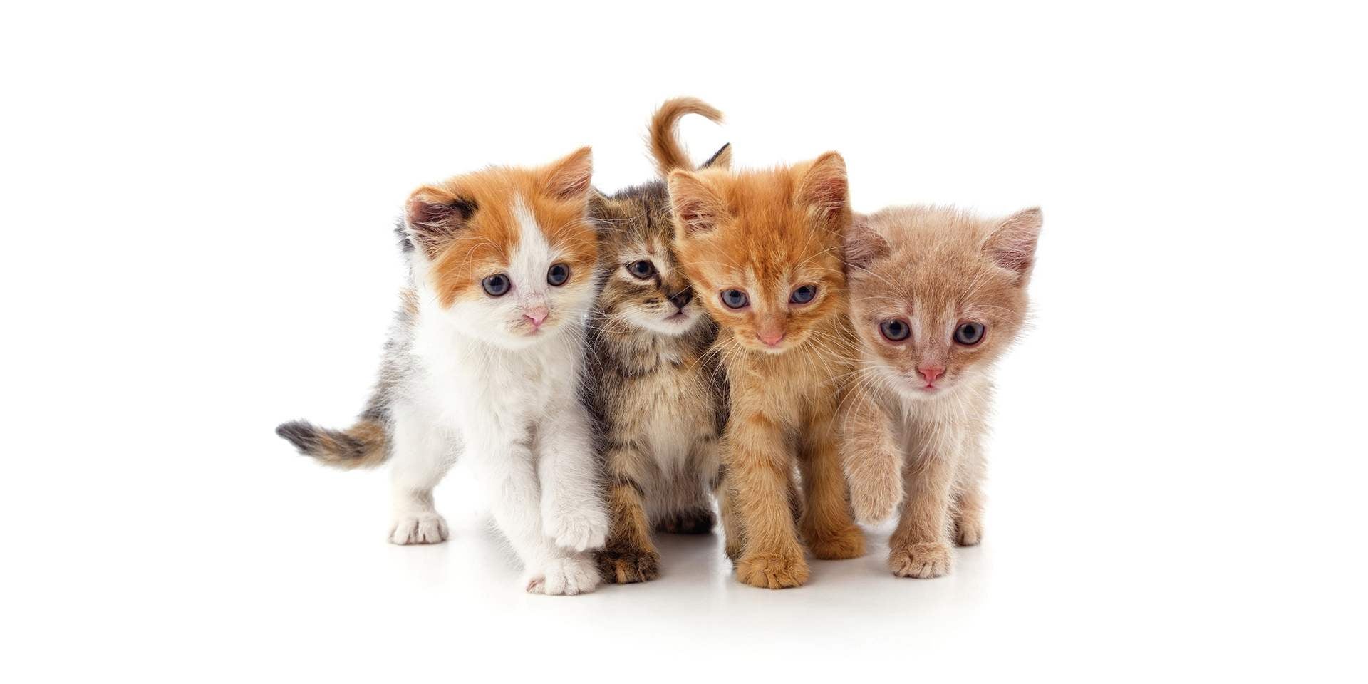 Grupo de gatos recién nacidos juntos.