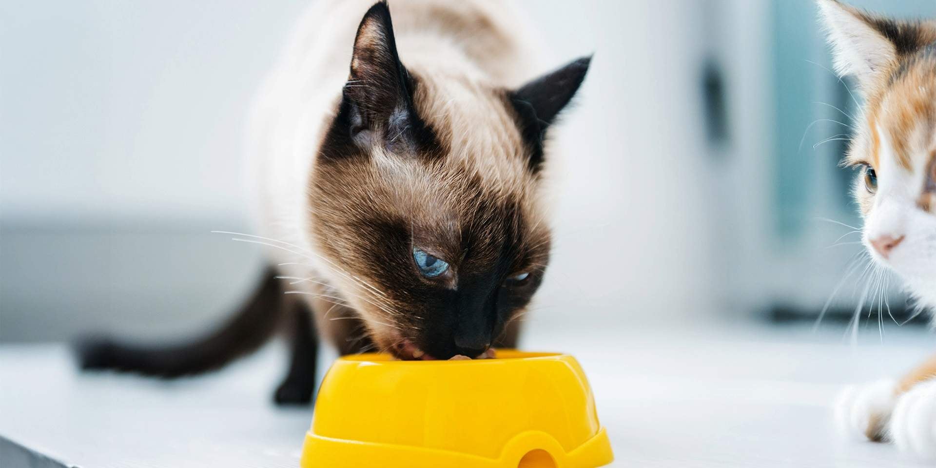 ¿Los gatos pueden comer mango? Siamés comiendo de su plato.