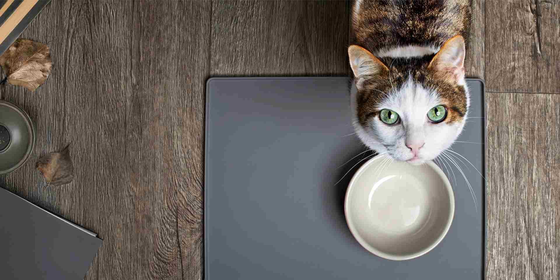 Los gatos pueden comer zanahoria, pero ¿qué cantidad es la adecuada? Los gatos pueden comer zanahoria. Michi esperando su porción de zanahoria junto a su comedero.