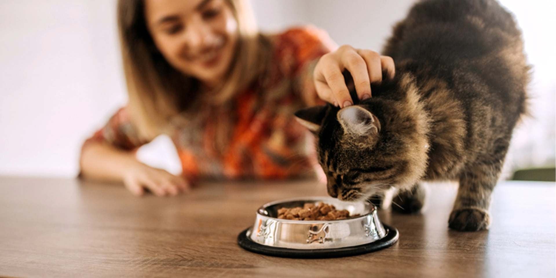 los gatos pueden comer zanahoria – Recomendaciones Los gatos pueden comer zanahoria, tutora alimentando a su michi.