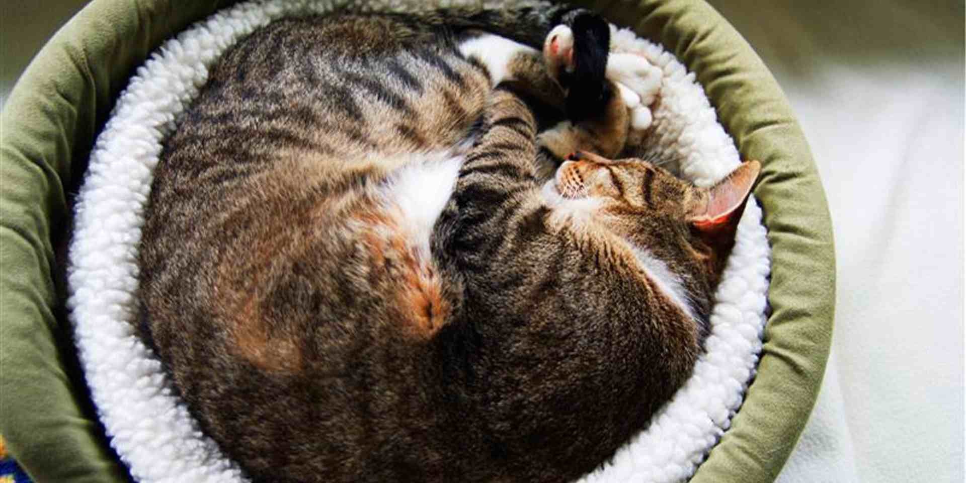 Los gatos roncan: gato dormido en su cama